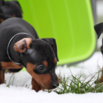 Vaccin mot allergi för hund testas